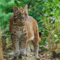 Nature Conservation and Biodiversity